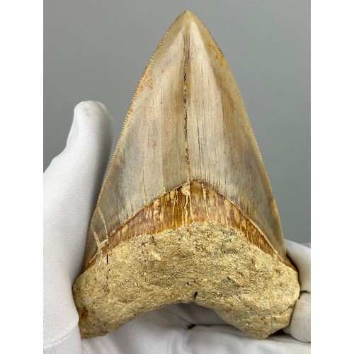 16 - A VERY LARGE FOSSILISED MEGALODON TOOTH,

From Java, Indonesia. Miocene circa 5-10 million years old... 