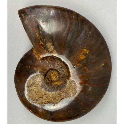 2 - AN IRIDESCENT CLEONICERAS AMMONITE FOSSIL,

Top grade Cleoniceras Ammonite from the Majunga Basin, M... 