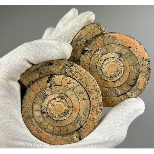 4 - A RARE POLISHED AMMONITE FROM TIMOR ISLAND,

6.5cm width each 

A ammonoid from the island of Timor,... 