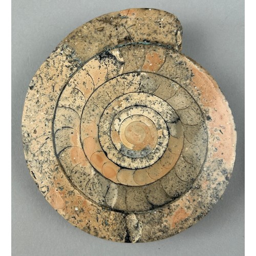 4 - A RARE POLISHED AMMONITE FROM TIMOR ISLAND,

6.5cm width each 

A ammonoid from the island of Timor,... 