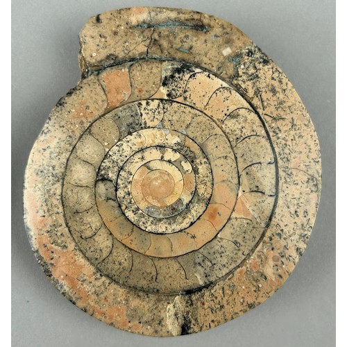 4 - A RARE POLISHED AMMONITE FROM TIMOR ISLAND,

6.5cm width each 

A ammonoid from the island of Timor,... 