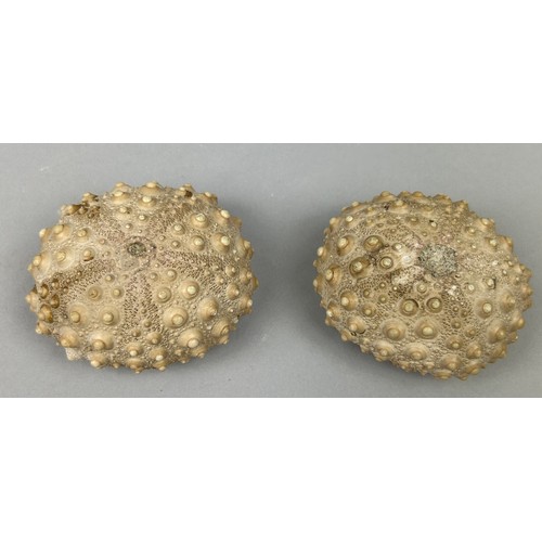 8 - A PAIR OF FOSSIL SEA URCHINS, 

(Heterocentrus species). 

From Java, Indonesia. Pliocene in age cir... 