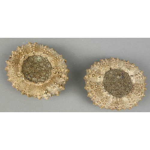 8 - A PAIR OF FOSSIL SEA URCHINS, 

(Heterocentrus species). 

From Java, Indonesia. Pliocene in age cir... 