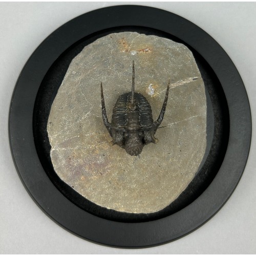 14 - A SPINY TRILOBITE FOSSIL (CYPHASPIS) MOUNTED BENEATH A GLASS DOME, 

An exceptionally well preserved... 