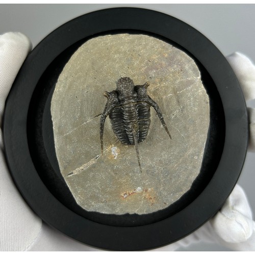 14 - A SPINY TRILOBITE FOSSIL (CYPHASPIS) MOUNTED BENEATH A GLASS DOME, 

An exceptionally well preserved... 