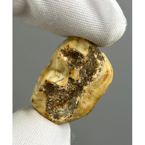 21 - A MOLAR TOOTH FROM AN EXTINCT CAVE BEAR URSUS DENINGERI,

Found in Westbury sub, Mendip, Somerset, E... 