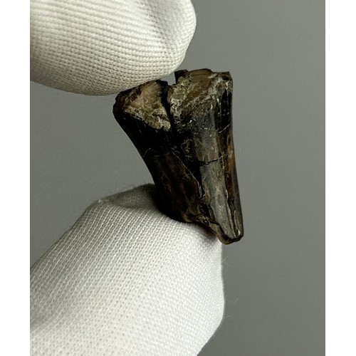 24 - THE TOOTH OF AN IGUANODON ORNITHOPOD DINOSAUR, 

Lower Cretaceous (Valanginian) Cliff End Bone Bed, ... 