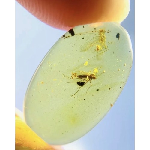 42 - MOSQUITO LAYING EGGS IN DINOSAUR AGE BURMESE AMBER FOSSIL, 

Exceptionally rare from the amber mines... 