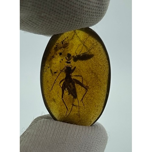 45 - A LARGE MOSQUITO AND CRICKET FOSSIL IN AMBER,

A Large Mosquito and Cricket from the amber mines of ... 