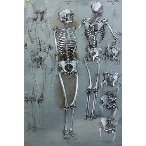 120 - A SCIENTIFIC INTEREST INK DRAWING AND ACRYLIC PAINTING ON PAPER OF HUMAN SKELETONS, 

Signed 'Lillii... 