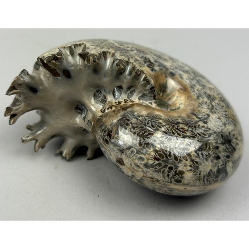 44 - A POLISHED FOSSILISED AMMONITE FROM MADAGASCAR, 

High grade polished 'Phylloceras' ammonite from Ma... 