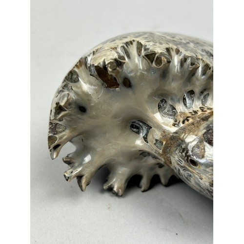 44 - A POLISHED FOSSILISED AMMONITE FROM MADAGASCAR, 

High grade polished 'Phylloceras' ammonite from Ma... 