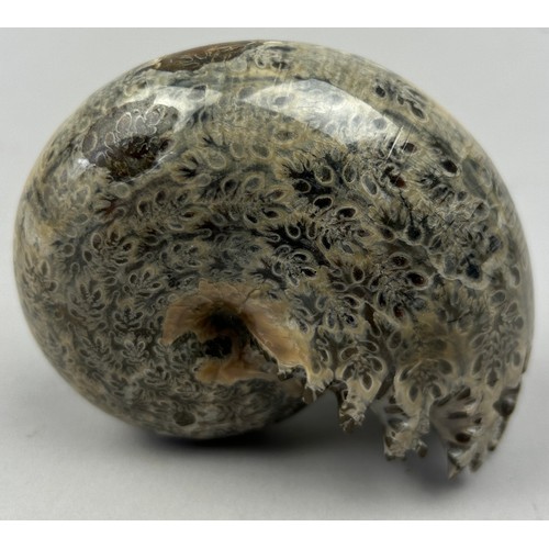 44 - A POLISHED FOSSILISED AMMONITE FROM MADAGASCAR, 

High grade polished 'Phylloceras' ammonite from Ma... 