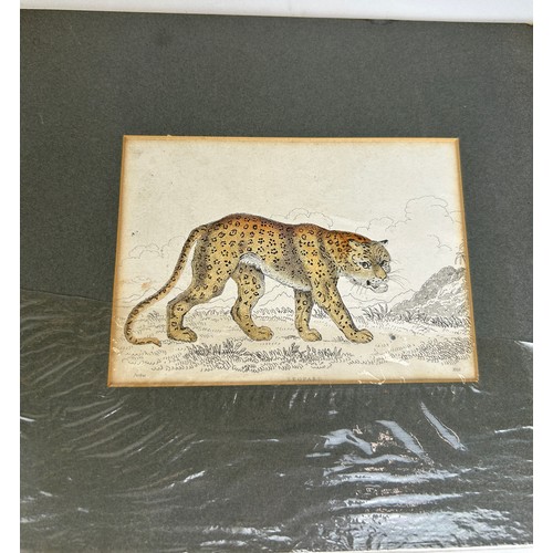 102 - A COLLECTION OF SIX ENGRAVINGS AND PRINTS, to include panther and tiger by William Alexander Forbes ... 