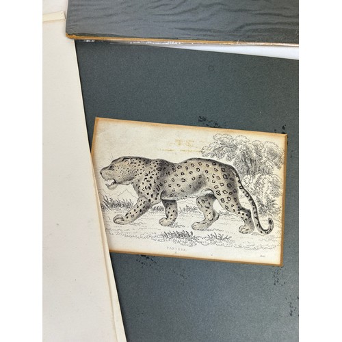 102 - A COLLECTION OF SIX ENGRAVINGS AND PRINTS, to include panther and tiger by William Alexander Forbes ... 