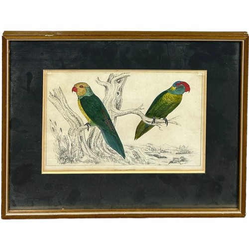 103 - A HAND COLOURED ENGRAVING OF TWO PARAKEETS BY A. FULLARTON, circa 1850. 

Mounted in a frame and gla... 