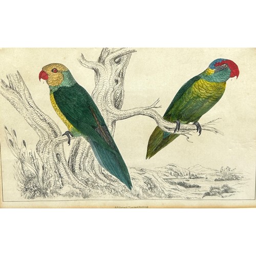 103 - A HAND COLOURED ENGRAVING OF TWO PARAKEETS BY A. FULLARTON, circa 1850. 

Mounted in a frame and gla... 