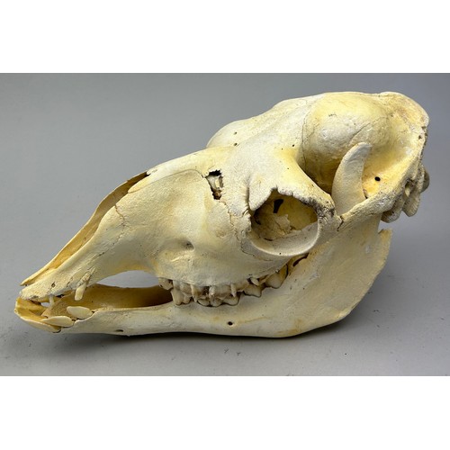 50 - A TAXIDERMY SKULL OF A LLAMA