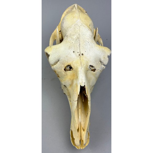 50 - A TAXIDERMY SKULL OF A LLAMA