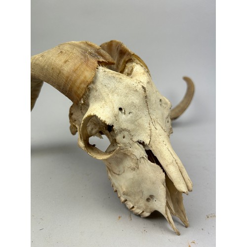 51 - A TAXIDERMY SKULL OF A RAM WITH HORNS, and an unrelated jaw