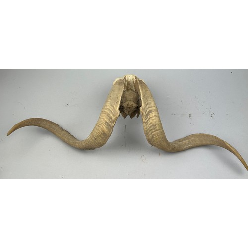 51 - A TAXIDERMY SKULL OF A RAM WITH HORNS, and an unrelated jaw