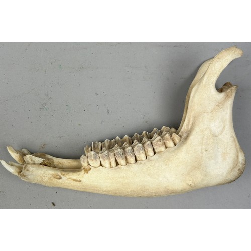 51 - A TAXIDERMY SKULL OF A RAM WITH HORNS, and an unrelated jaw