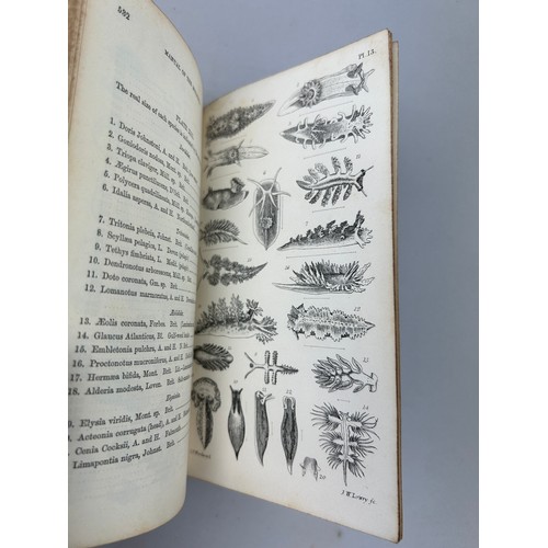 6 - A COLLECTION OF BOOKS ON FOSSILS AND SHELLS (4) 

William Turton (1762-1835) Conchological Directory... 