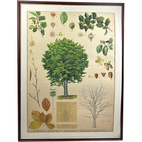 110 - A LARGE EARLY 20TH CENTURY RUSSIAN BOTANICAL PRINT OF A CHESTNUT TREE AND LEAVES.

Mounted in a fram... 