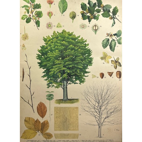 110 - A LARGE EARLY 20TH CENTURY RUSSIAN BOTANICAL PRINT OF A CHESTNUT TREE AND LEAVES.

Mounted in a fram... 