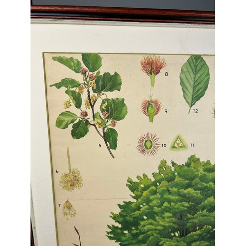 110 - A LARGE EARLY 20TH CENTURY RUSSIAN BOTANICAL PRINT OF A CHESTNUT TREE AND LEAVES.

Mounted in a fram... 