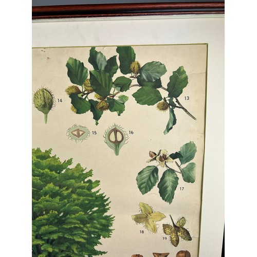 110 - A LARGE EARLY 20TH CENTURY RUSSIAN BOTANICAL PRINT OF A CHESTNUT TREE AND LEAVES.

Mounted in a fram... 