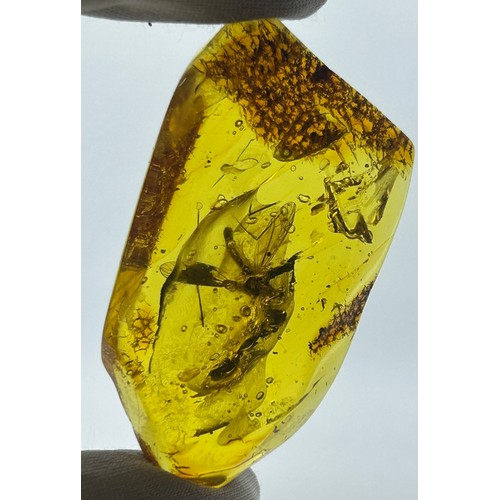 46 - A LARGE CRANEFLY IN AMBER, 

Baltic circa 35-40million years old.

Collection of a gentleman of the ... 