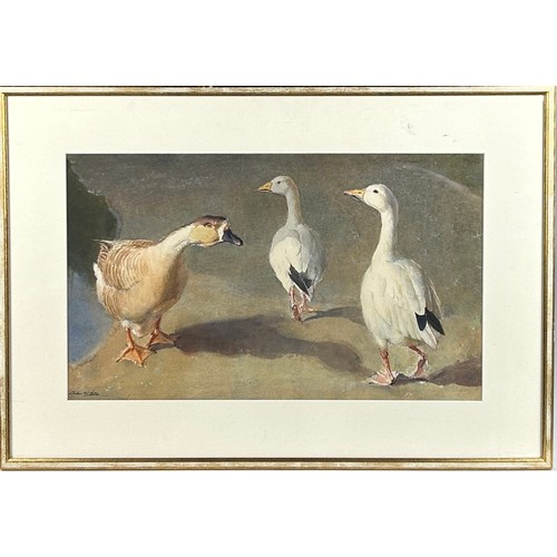 133 - ARTHUR WILSON GAY (1901-1958) WATERCOLOUR OF GEESE, signed bottom left.

Framed and glazed.

52cm x ... 