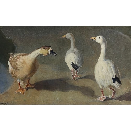 133 - ARTHUR WILSON GAY (1901-1958) WATERCOLOUR OF GEESE, signed bottom left.

Framed and glazed.

52cm x ... 