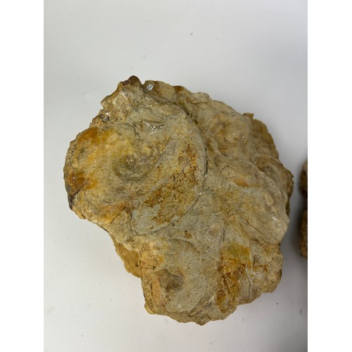 31 - A COLLECTION OF LARGE FOSSILS, including a dinosaur footprint, fish scales and more (8)

Ex British ... 