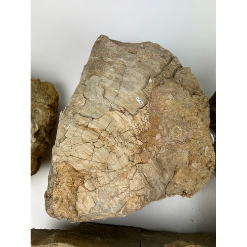 31 - A COLLECTION OF LARGE FOSSILS, including a dinosaur footprint, fish scales and more (8)

Ex British ... 