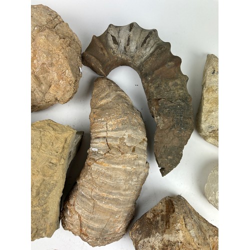 31 - A COLLECTION OF LARGE FOSSILS, including a dinosaur footprint, fish scales and more (8)

Ex British ... 