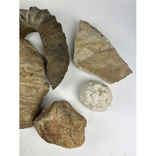 31 - A COLLECTION OF LARGE FOSSILS, including a dinosaur footprint, fish scales and more (8)

Ex British ... 