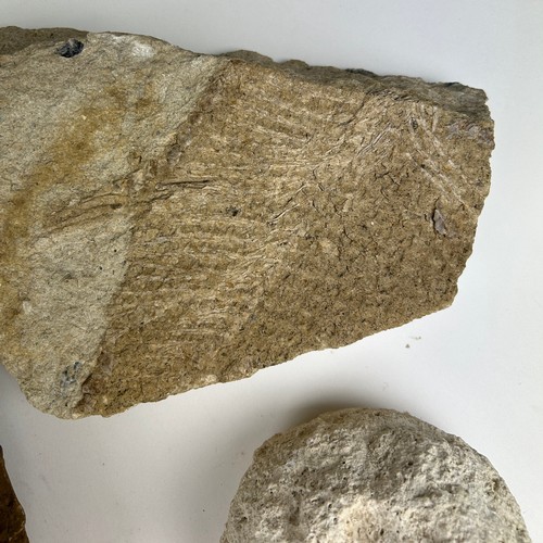 31 - A COLLECTION OF LARGE FOSSILS, including a dinosaur footprint, fish scales and more (8)

Ex British ... 