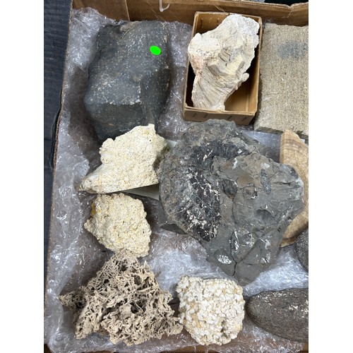 36 - TWO TRAYS OF FOSSILS, to include ammonites and shells (Qty)

Ex British private collection