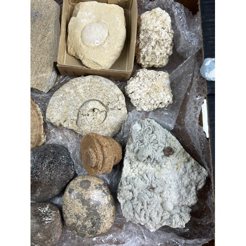 36 - TWO TRAYS OF FOSSILS, to include ammonites and shells (Qty)

Ex British private collection