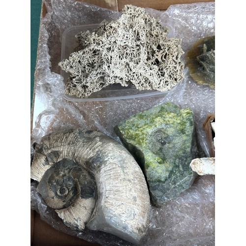 36 - TWO TRAYS OF FOSSILS, to include ammonites and shells (Qty)

Ex British private collection