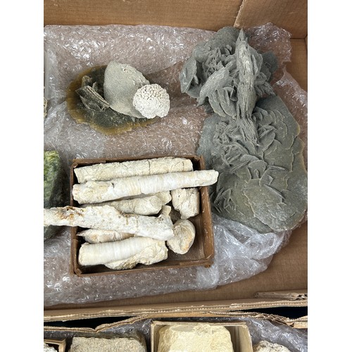 36 - TWO TRAYS OF FOSSILS, to include ammonites and shells (Qty)

Ex British private collection