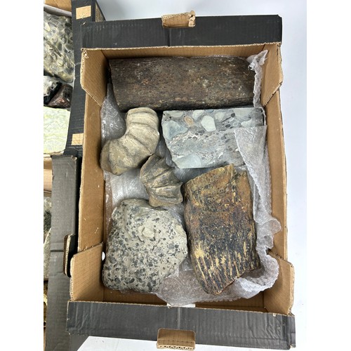 34 - THREE TRAYS OF FOSSILS, to include dinosaur bone, pudding stone and more (Qty)

Ex British private c... 