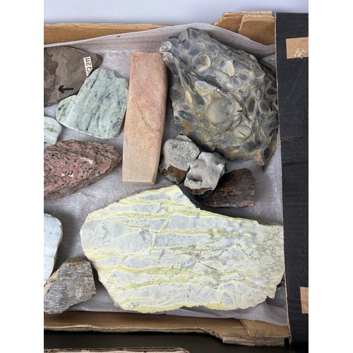 34 - THREE TRAYS OF FOSSILS, to include dinosaur bone, pudding stone and more (Qty)

Ex British private c... 