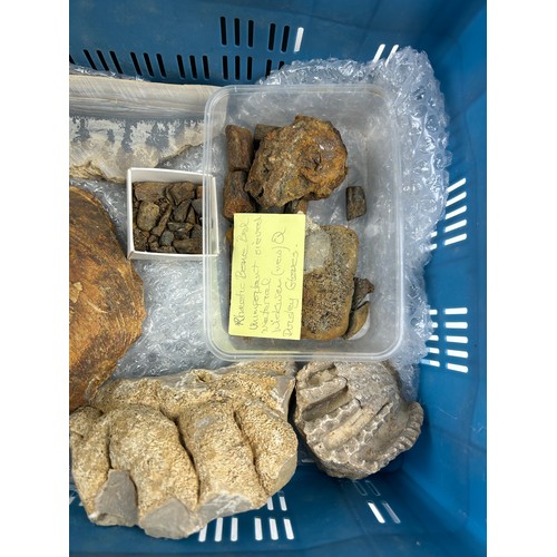 35 - THREE TRAYS OF FOSSILS, to include ammonites, coral, pudding stone, cast trilobites and more (Qty)

... 