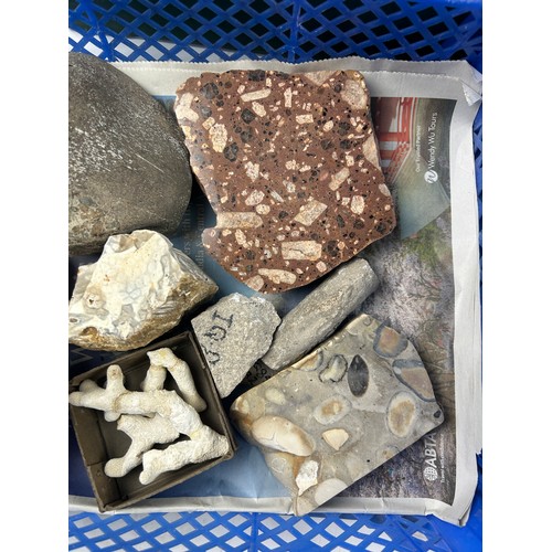 35 - THREE TRAYS OF FOSSILS, to include ammonites, coral, pudding stone, cast trilobites and more (Qty)

... 