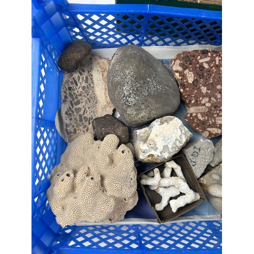 35 - THREE TRAYS OF FOSSILS, to include ammonites, coral, pudding stone, cast trilobites and more (Qty)

... 