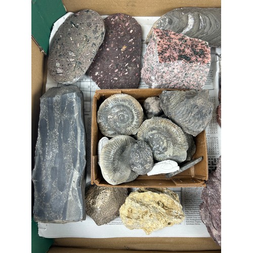 35 - THREE TRAYS OF FOSSILS, to include ammonites, coral, pudding stone, cast trilobites and more (Qty)

... 