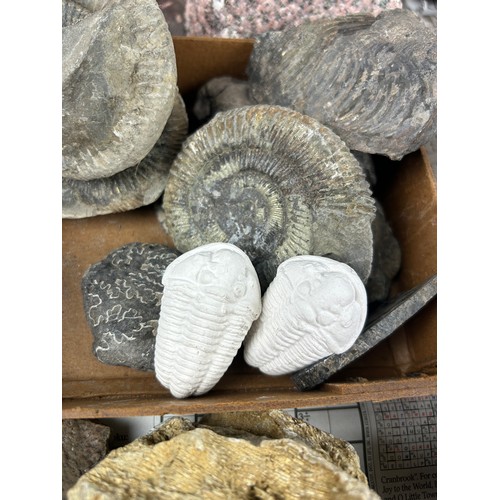 35 - THREE TRAYS OF FOSSILS, to include ammonites, coral, pudding stone, cast trilobites and more (Qty)

... 